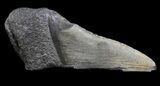 Fossil Megalodon Tooth Paper Weight #65799-1